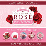 Diamond Real Preserved Rose Keepsake - 12 Pieces Per Retail Ready Display 24888 KIPP BROTHERS