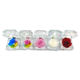 Diamond Real Preserved Rose Keepsake - 12 Pieces Per Retail Ready Display 24888 KIPP BROTHERS